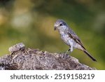 Woodchat Shrike (Lanius senator). Bird in its natural environment.