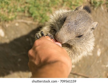 Woodchuck Eating From The Hand Of A Person