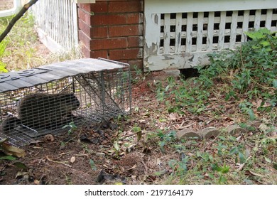 Woodchuck Groundhog Caught In A Havahart Trap Near His Burrow Opening Under A House