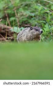 A woodchuck, also known as a groundhog, climbing up a hill