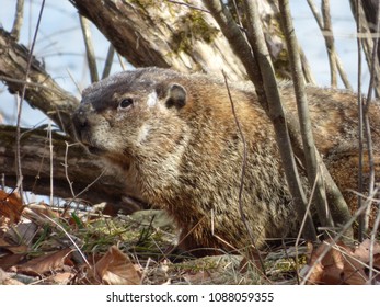 Woodchuck At Lackawanna State Park On April 2, 2017