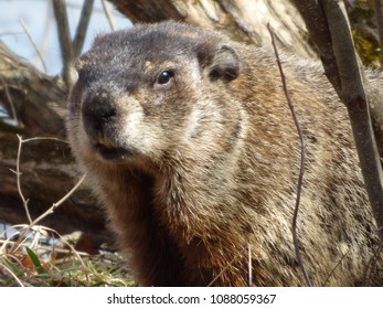 Woodchuck At Lackawanna State Park On April 2, 2017