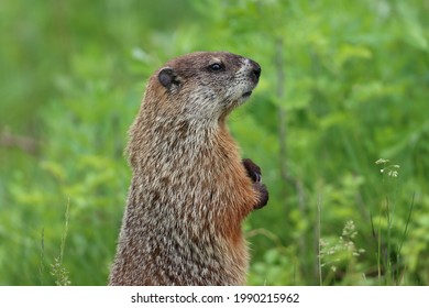 Woodchuck looking pensively out into the greenery