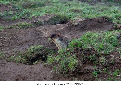 Woodchuck Or Marmota Baibacina Near Burrow. Kamchatka Peninsula.