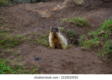 Woodchuck Or Marmota Baibacina Near Burrow. Kamchatka Peninsula