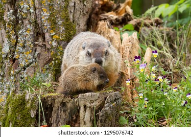 Woodchuck Mother And Baby