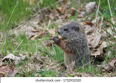 Woodchuck Pup Eating A Blade Of Grass