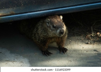 Woodchuck Underneath Car