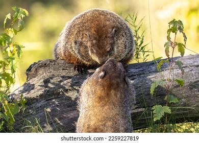 Woodchucks in Love.  Two groundhogs (Marmota monax) sharing a lovely kiss. The happy couple deep in love. Captured in controlled conditions