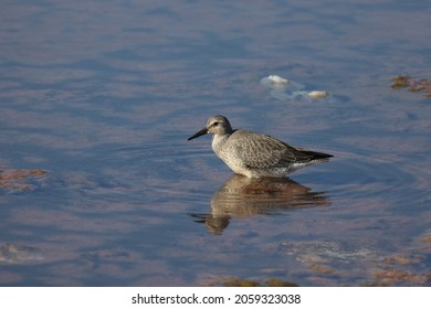 A Woodcock Bird On The Salt Lake In The Wild