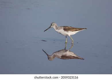 A Woodcock Bird On The Salt Lake In The Wild