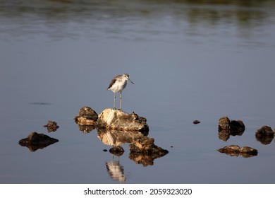 A Woodcock Bird Perching On The Rock In  The Salt Lake In The Wild