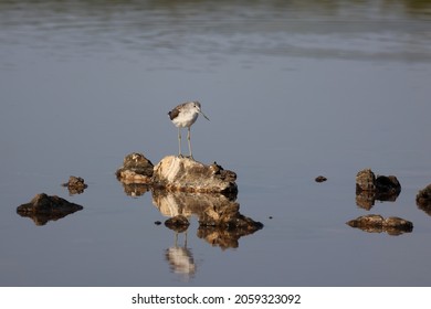 A Woodcock Bird Perching On The Rock In  The Salt Lake In The Wild