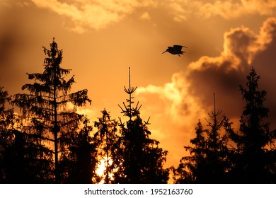 Woodcock Flying Bird Silhouette Scolopax Rusticola