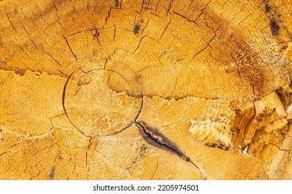 Woodcut Texture, Natural Material, Traces Of Wood Cutting, Annual Rings In The Tree Trunk