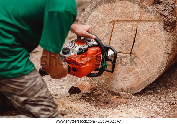 Woodcutter man cuts core of infected tree.\
Concept termites.