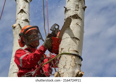 A woodcutter saws a birch tree. A man saws a tree with a chainsaw.