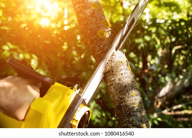538,829 Tree care Images, Stock Photos & Vectors | Shutterstock