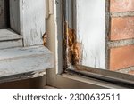 Wood-decay fungus destroys wooden frame of window