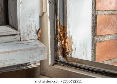 Wood-decay fungus destroys wooden frame of window