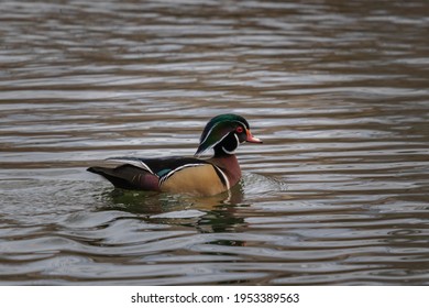 Male Woodduck High Res Stock Images Shutterstock