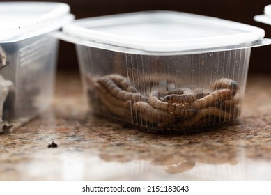 Wood-eaters, reptile feed insects in plastic containers with openings for air. Large wood-eaters from a pet store packed in boxes.