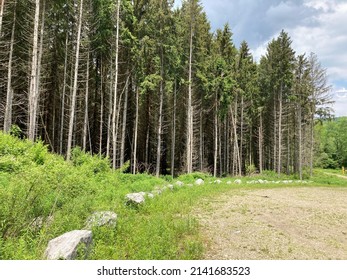 A Wooded Area Near Allegheny Reservoir