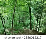 Wooded Cliff Dropoff Ohio Spring