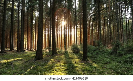Wooded forest trees backlit by golden sunlight before sunset with sun rays pouring through trees on forest floor illuminating tree branches