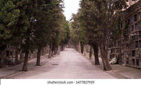 Wooded Passage From The Montjuïc Cemetery