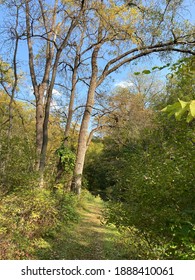 A Wooded Path In Winona, Minnesota.