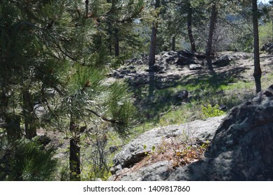 Wooded Trail On Lookout Mountain Colorado