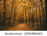 Wooded trail in Whitefish Dunes State Park in Door County Wisconsin during fall. 