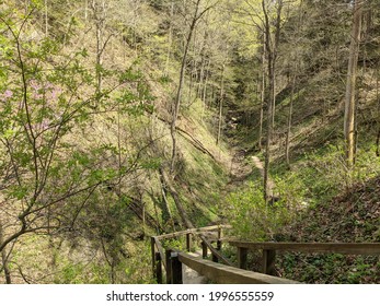 Wooded Valley At Turkey Run State Park