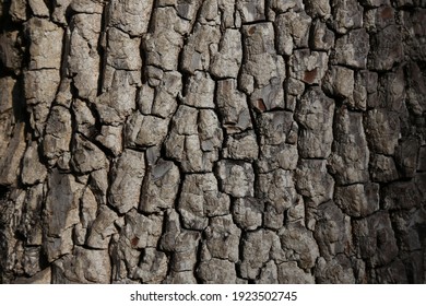 Wooden Background. American Persimmon Tree Or Diospyros Virginiana.Horizontal Shot.