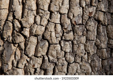 Wooden Background. American Persimmon Tree Or Diospyros Virginiana.Horizontal Shot.