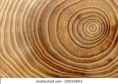 Wooden background. Macro wood cross section.