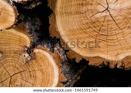 Wooden background. Macro wood cross section. Closeup of round slice of tree with annual rings and cracks. Natural organic texture. Flat surface. Close view of brown tree log cut end. Round cut tree.