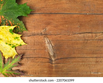 Wooden Background With Maple Leaves. Copyspace. Flatlay. Green And Yellow Leaves Lie On The Old Bench To The Left. Empty Space On The Right. Space For Text. Top View.