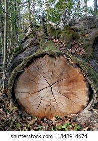 Wooden background. Old tree in forest cross section. beautiful wooden texture with green moss. Felled tree in forest. Cuted down and sliced oak