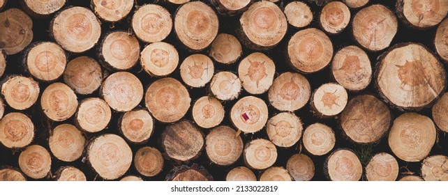 Wooden Background, Texture. Banner. Wood Logs Close Up.