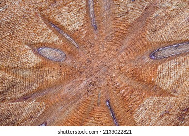 Wooden Background, Texture. Banner. Wood Logs Close Up.