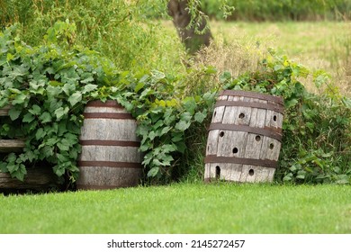 Wooden Barrels in a Garden have Many Uses including Storing Rain Water or as Planters or Decoration