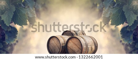 Wooden barrels for your presentation of alcoholic product on the wine making festival. Wide landscape with oak casks and grapevine leaves in a soft sunlight.