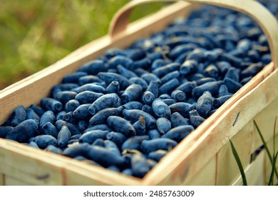 A wooden basket filled with freshly harvested vibrant blue honeysuckle berries is placed outdoors on green grass, showcasing natures bountiful beauty - Powered by Shutterstock