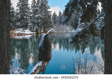 Wooden Bear sculpture sitting on a tree branch hanging over Lake Bloke. The background is covered in fresh, still untouched snow. - Shutterstock ID 1935541273