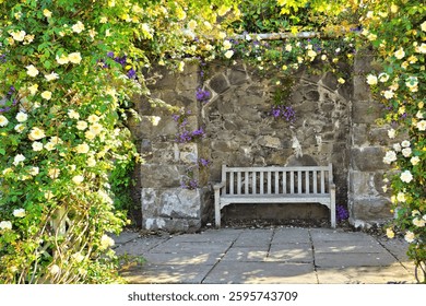 Wooden bench against a stone wall surrounded by arches of climbing white roses. Beautiful British garden.