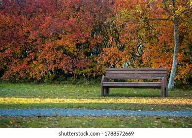 Wooden bench in autumn city public park