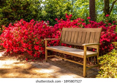 Wooden Bench In The Azalea Garden