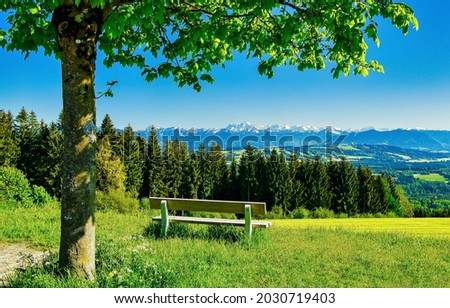 Wooden bench by a tree in summer